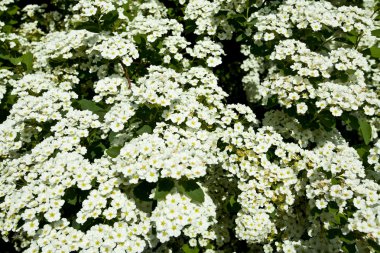  Bush white flowers clipart