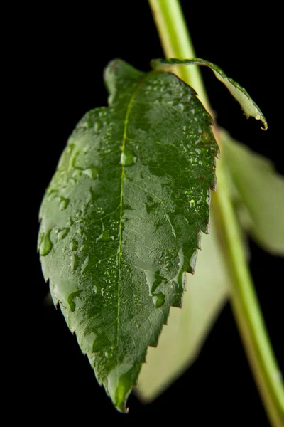 Gröna blad i droppar av dagg — Stockfoto