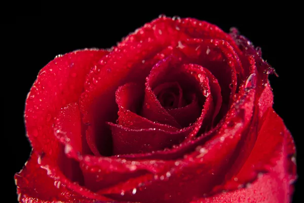 Κόκκινο τριαντάφυλλο κατά την σταγόνες δροσιάς — Φωτογραφία Αρχείου