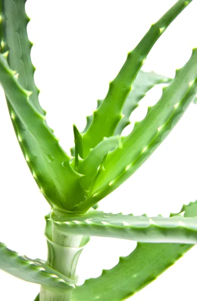 Aloe — kuvapankkivalokuva