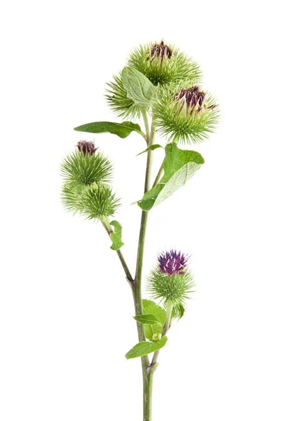 Inflorescence of Greater Burdock — Stock Photo, Image