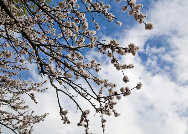 Flores de albaricoque — Foto de Stock