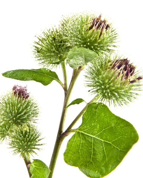 Inflorescence of Greater Burdock — Stock Photo, Image