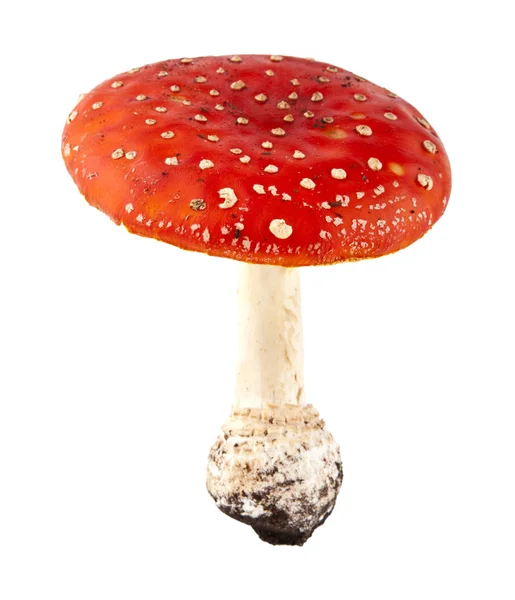 Amanita — Stok fotoğraf