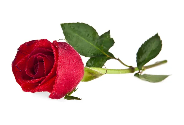 Rosa rossa con foglie verdi — Foto Stock