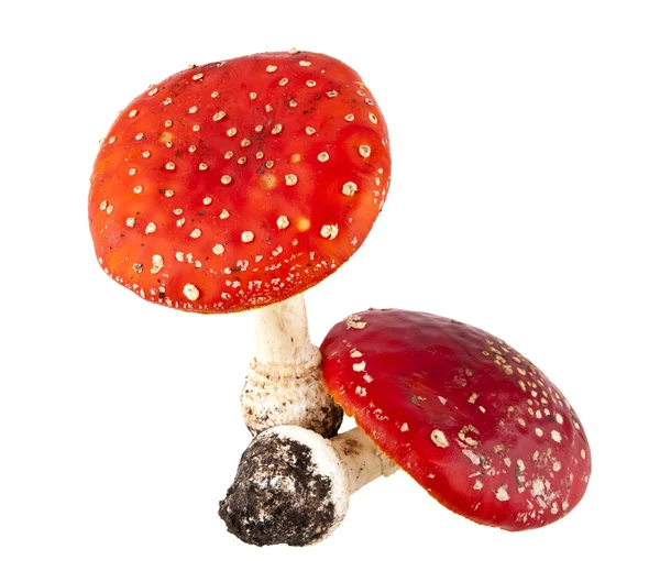 Amanita — Stockfoto