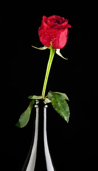 Rød rose i duggdråper – stockfoto