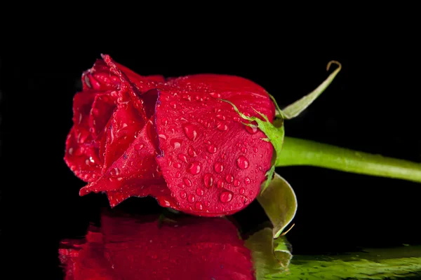 Rote Rose — Stockfoto