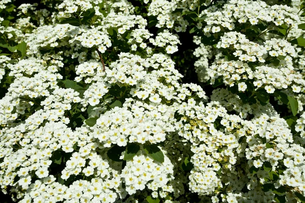 Bush vita blommor — Stockfoto