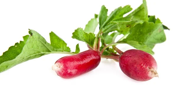 Radish — Stock Photo, Image