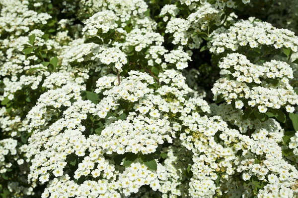 Der Strauch weiße Blüten — Stockfoto