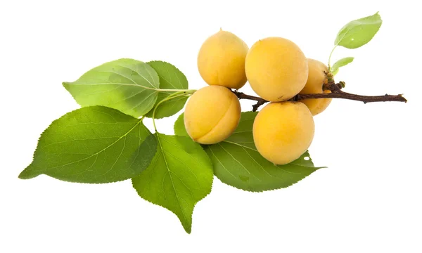 Apricots — Stock Photo, Image