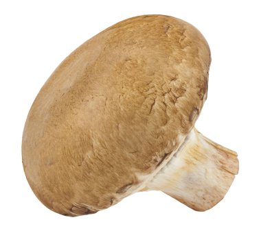 Beyaz arka planda izole edilmiş mantarlar. Şampiyon mantarları. Tasarım ayrıntıları. Tasarım elemanları. Makro. Tam odaklanma. Kartvizitler, kartpostallar ve posterler için arka plan 