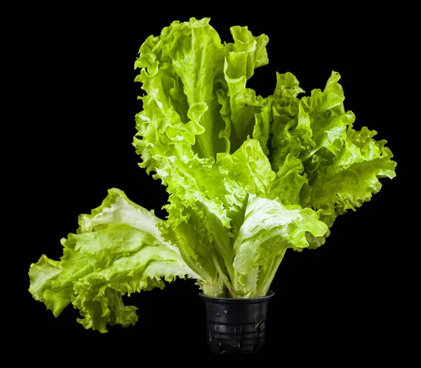 Green lettuce leaves isolated on black background, Vegetarian food.  Detail for design. Design elements. Macro. Full focus. Background for business cards, postcards and posters. Food object design.