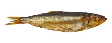 Tütsülenmiş kapelinli balıklar beyaz arka planda izole edilmiş. Tasarım ayrıntıları. Tasarım elemanları. Makro. Tam odaklanma. Kartvizitler, kartpostallar ve posterler için arka plan. Gıda nesnesi tasarımı. 