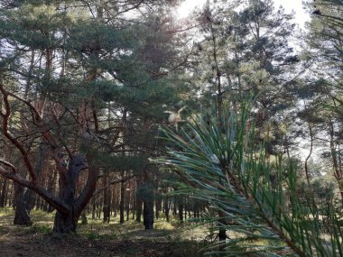 Arkaplan olarak yaz çamı ormanı.