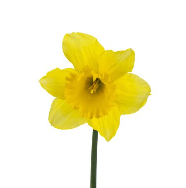 Beyaz arka planda izole edilmiş sarı narsisli çiçek. Beyaz arka planda soğan izole edilmiş. Tasarım ayrıntıları. Tasarım elemanları. Makro. Tam odaklanma. Kartvizitler, kartpostallar ve posterler için arka plan. 