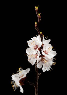 Siyah arka planda izole edilmiş kayısı çiçekleri. Tasarım ayrıntıları. tasarım elemanları. Makro. Tam odaklanma. Kartvizitler, kartpostallar ve posterler için arka plan.