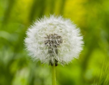 Bloom 'daki tüylü karahindiba. Karahindiba Çiçekleri Yeşil Çim. Tasarım ayrıntıları. Tasarım elemanları. Makro. Kartvizitler, kartpostallar ve posterler için arka plan.