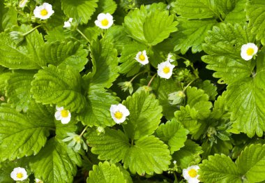 Güneşli bir günde organik bir çiftlikte çilek çalısı. Bahçede çiçek açan çileklerden oluşan bir yatak beyaz çilek çiçekleri. Tasarım ayrıntıları. Tasarım elemanları. Makro. Kartvizitler, kartpostallar ve posterler için arka plan.