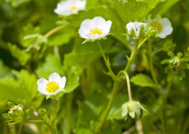 Güneşli bir günde organik bir çiftlikte çilek çalısı. Bahçede çiçek açan çileklerden oluşan bir yatak beyaz çilek çiçekleri. Tasarım ayrıntıları. Tasarım elemanları. Makro. Kartvizitler, kartpostallar ve posterler için arka plan.