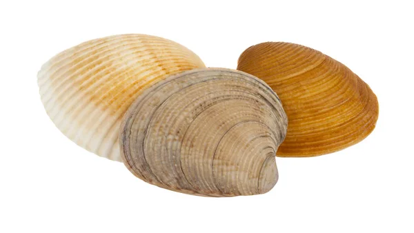 Sea Shells Isolated White Background Detail Design Design Elements Macro — Stock Photo, Image