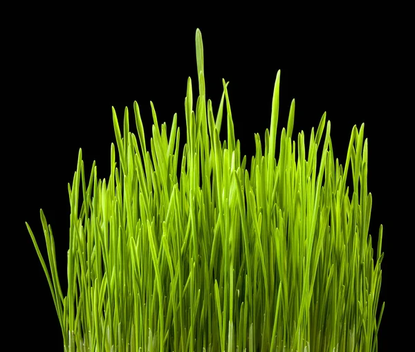 Siyah Arka Planda Yeşil Çimen Filizleri Tasarım Ayrıntıları Tasarım Elemanları — Stok fotoğraf