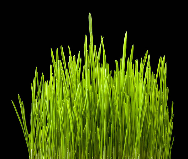 Green grass wheat sprouts isolated on black background. Detail for design. Design elements. Macro. Full focus. Background for business cards, postcards and posters.