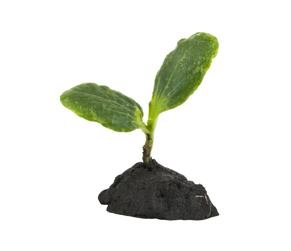 Зелена Рослина Розсада Землі Ізольована Білому Тлі Деталь Дизайну Елементи — стокове фото