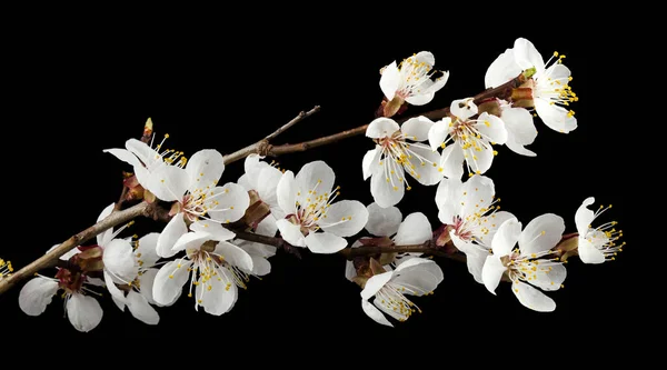 Aprikos Blommor Isolerad Svart Bakgrund Detalj För Design Designelement Makro — Stockfoto