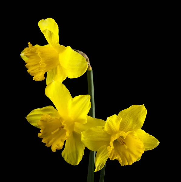 Yellow flowers of daffodils isolated on black background.  Detail for design. Design elements. Macro. Full focus. Background for business cards, postcards and posters. Food object design.