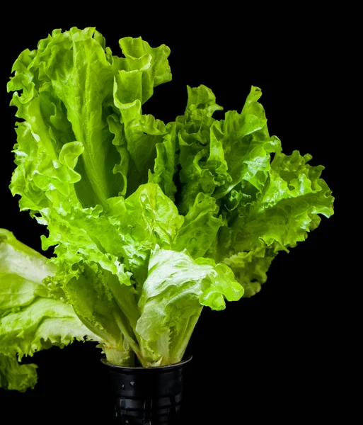 Green Lettuce Leaves Isolated Black Background Vegetarian Food Detail Design — Stock Photo, Image