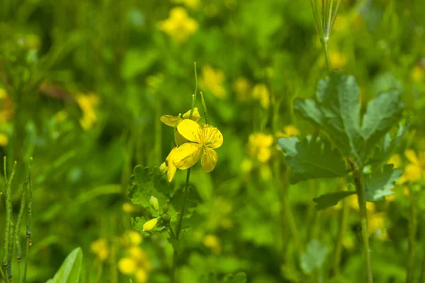 森の中で黄色のセランディン植物を開花させる セランディンの開花 セランディンだ 花の背景 デザインの詳細 デザイン要素 マクロだ はがき ポスターの背景 — ストック写真