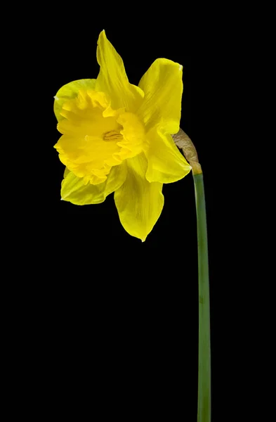 Flores Amarillas Narcisos Aislados Sobre Fondo Negro Cerca Detalle Para —  Fotos de Stock