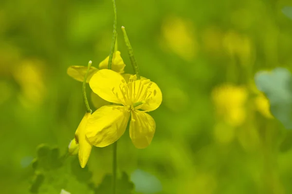 森の中で黄色のセランディン植物を開花させる セランディンの開花 セランディンだ 花の背景 デザインの詳細 デザイン要素 マクロだ はがき ポスターの背景 — ストック写真