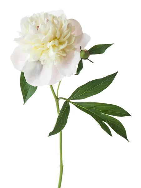 白い背景に白い牡丹の花を孤立させます デザインの詳細 デザイン要素 マクロだ フルフォーカス はがき ポスターの背景 — ストック写真