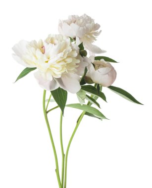 Beyaz fonda izole edilmiş beyaz şakayık çiçeği. Tasarım için ayrıntı. Tasarım elemanları. Makro. Tam odaklanma. İş kartları, kartpostallar ve posterler için arkaplan.