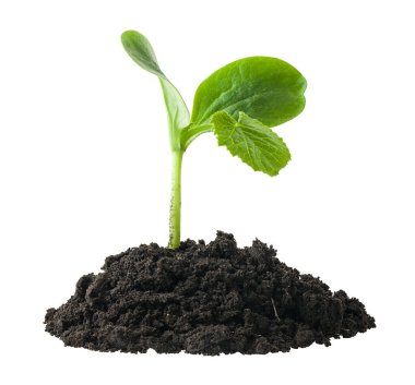 Topraktaki yeşil tohum beyaz arka planda izole edilmiş. Tasarım için ayrıntı. Tasarım elemanları. Makro. Tam odaklanma. İş kartları, kartpostallar ve posterler için arkaplan.