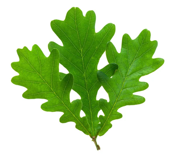 Green Oak Leaves Isolated White Background Detail Design Design Elements — Stock Photo, Image