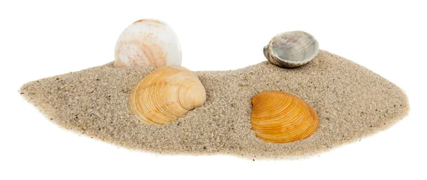 白い背景に隔離された砂の上の貝殻 デザインの詳細 デザイン要素 マクロだ フルフォーカス はがき ポスターの背景 — ストック写真