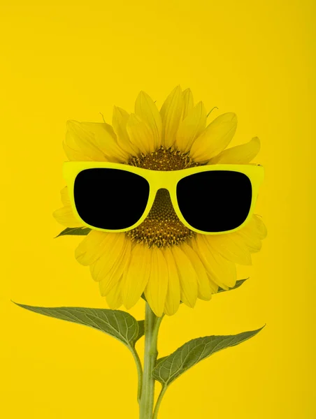 Yellow sunflower in yellow glasses on a yellow background. Detail for design. design elements. macro. full focus. Background for business cards, postcards and posters.