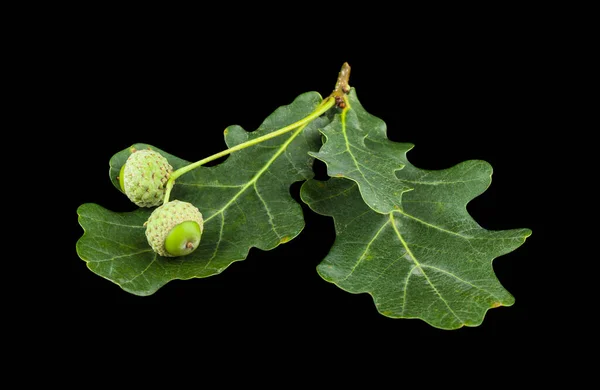 Green acorns and green oak leaves isolated on black background. Detail for design. design elements. macro. full focus. Background for business cards, postcards and posters.