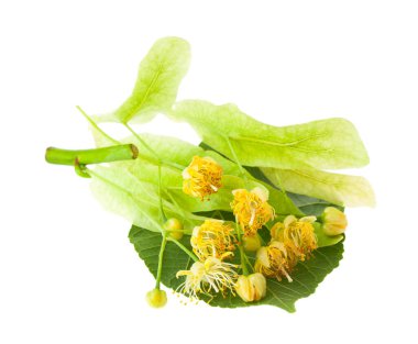 Beyaz arka planda bulunan ıhlamur çiçekleri. Tasarım ayrıntıları. tasarım elemanları. Makro. Tam odaklanma. Kartvizitler, kartpostallar ve posterler için arka plan.