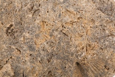 Arka planda kabuk izleri olan antik bir taşın dokusu. Tasarım ayrıntıları. Tasarım elemanları. Makro. Tam odaklanma. Kartvizitler, kartpostallar ve posterler için arka plan.
