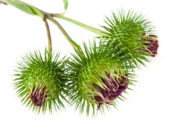 Burdock beyaz arka planda izole edildi. Tasarım ayrıntıları. tasarım elemanları. Makro. Tam odaklanma. Kartvizitler, kartpostallar ve posterler için arka plan. İlaç fabrikası..