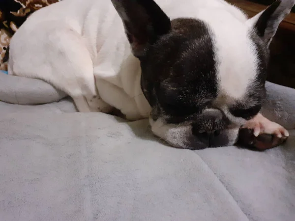 Sleeping dog. Sleeping bulldog in his favorite place.