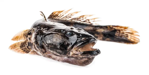 Pescado Fresco Gobio Aislado Sobre Fondo Blanco Detalle Para Diseño —  Fotos de Stock