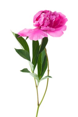 Beyaz arka planda izole edilmiş pembe şakayık çiçeği. Tasarım için ayrıntı. Tasarım elemanları. Makro. Tam odaklanma. İş kartları, kartpostallar ve posterler için arkaplan