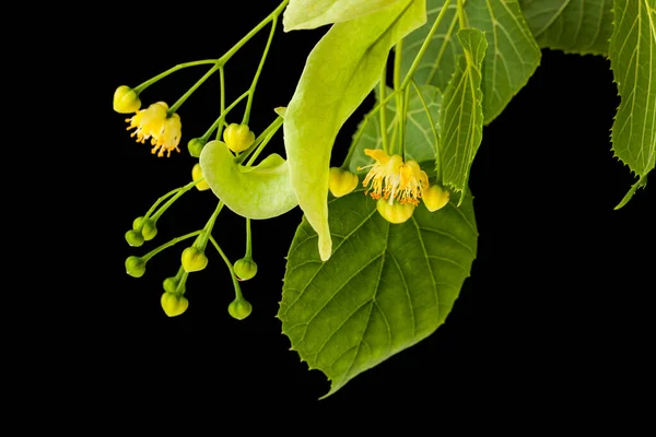 Flores Tilo Aisladas Sobre Fondo Negro Detalle Para Diseño Elementos — Foto de Stock