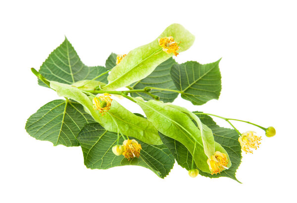 Linden flowers isolated on white background.  Detail for design. design elements. macro. full focus. Background for business cards, postcards and posters.